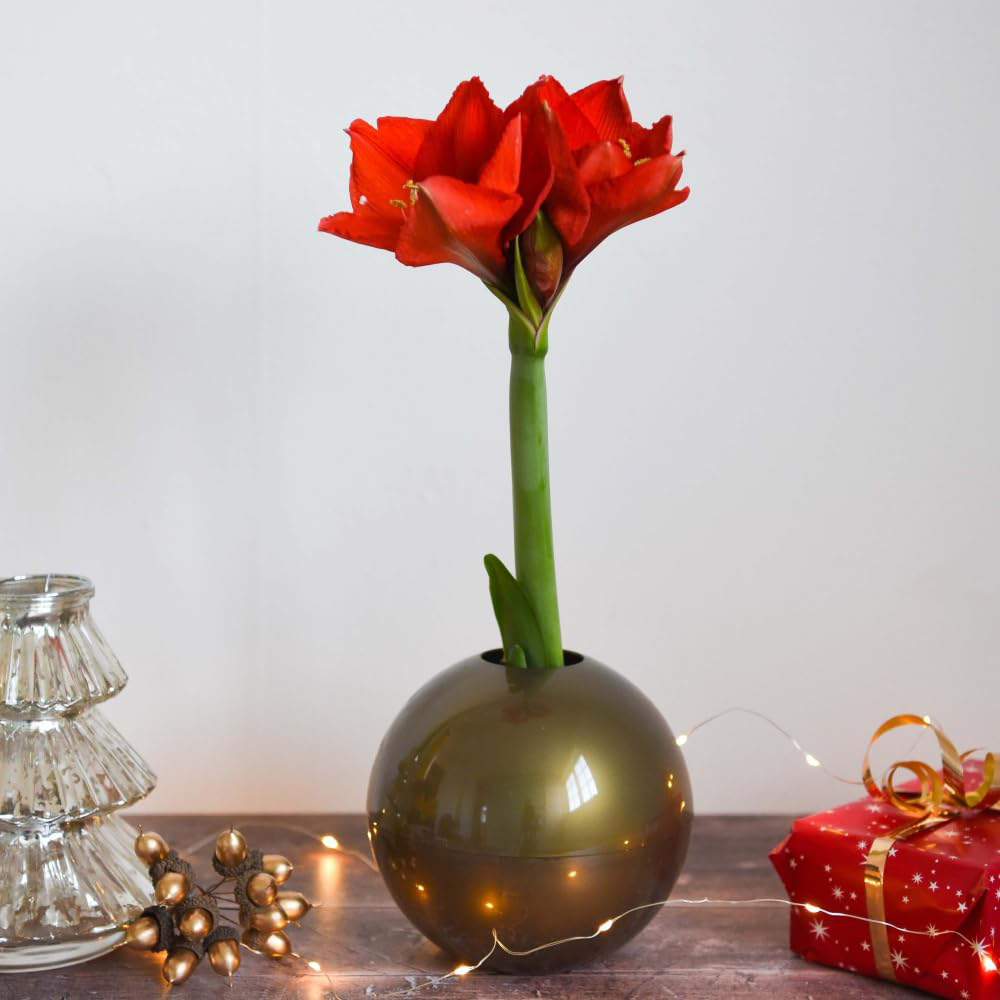 Thompson and Morgan Christmas Gift Red Amaryllis Bulb in Globe 3 Pack Image 3