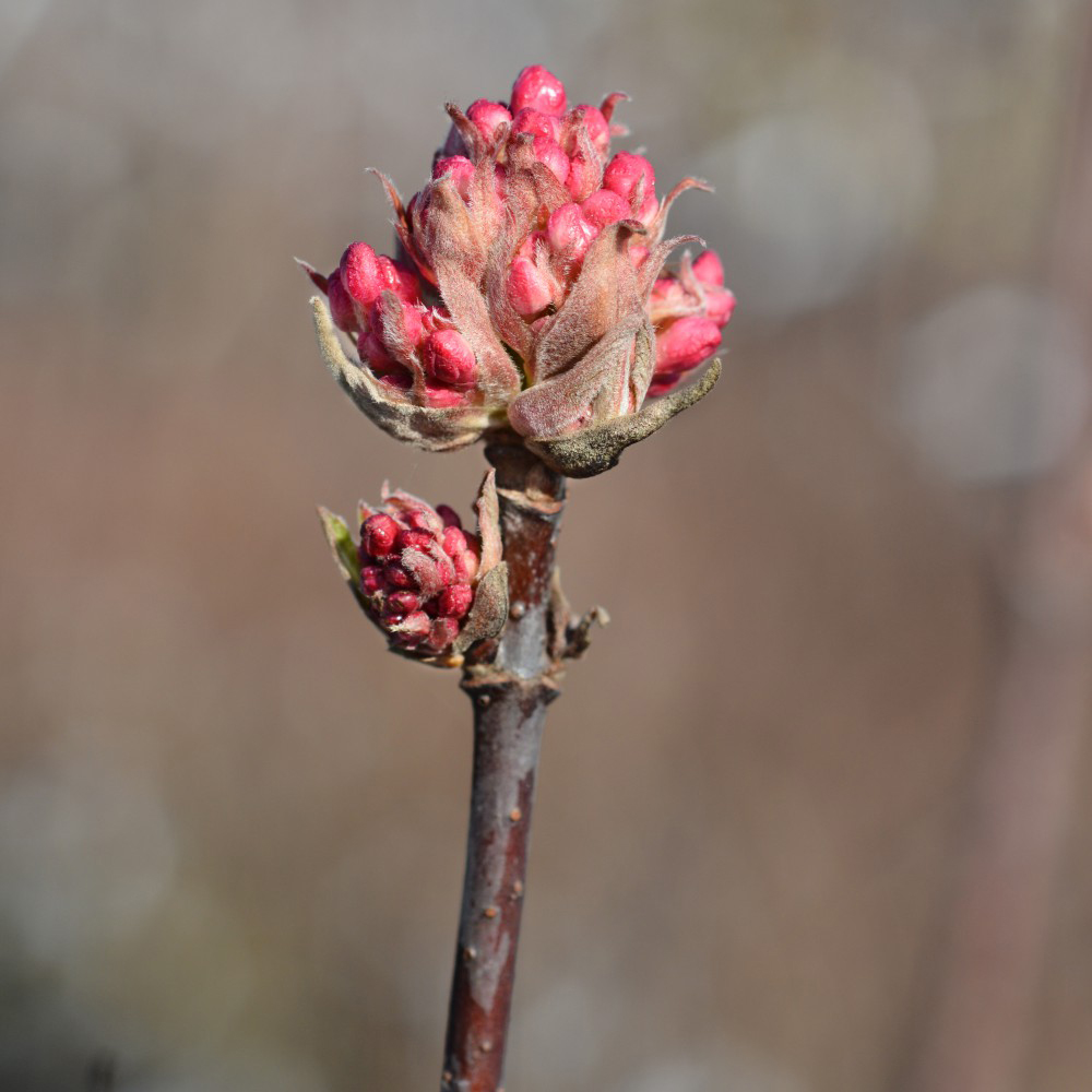 Thompson and Morgan Viburnum Bodantense Dawn Potted Plant 9cm Image 6