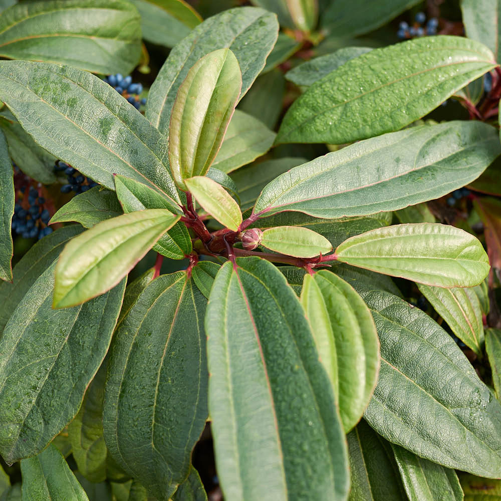 YouGarden Viburnum Davidii Plant Pot 17cm Image 3