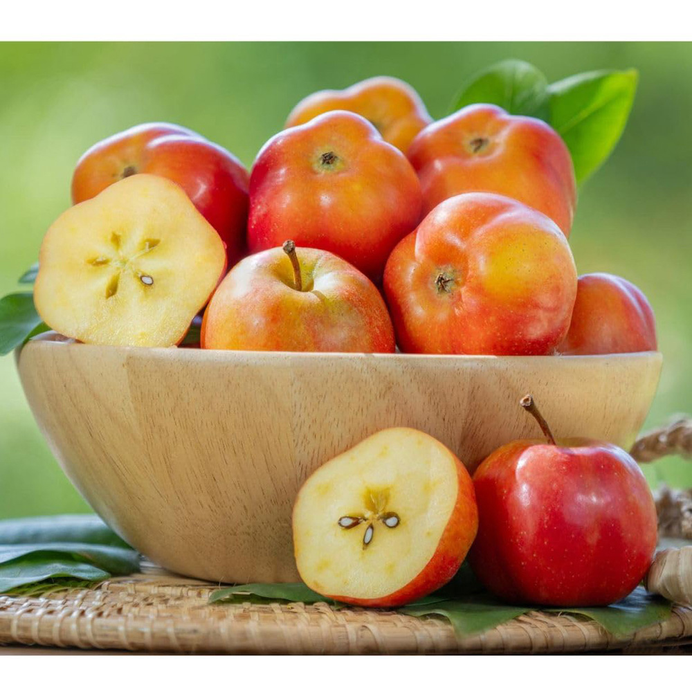 Thompson and Morgan Apple Malus Apistar M111 Rootstock Plant Pot 5L Image 3