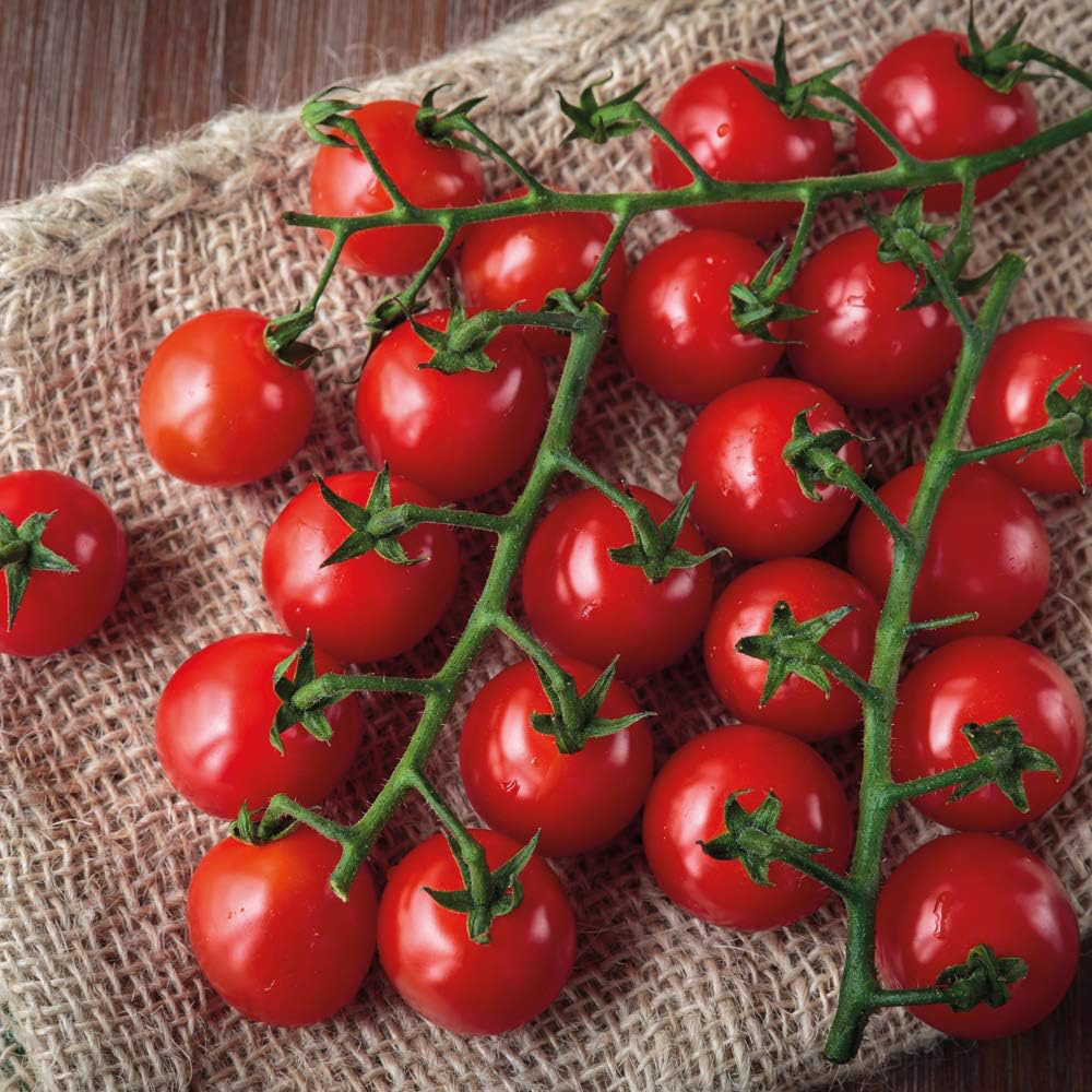 Thompson and Morgan Tomato Sweet Success Seeds Image 1