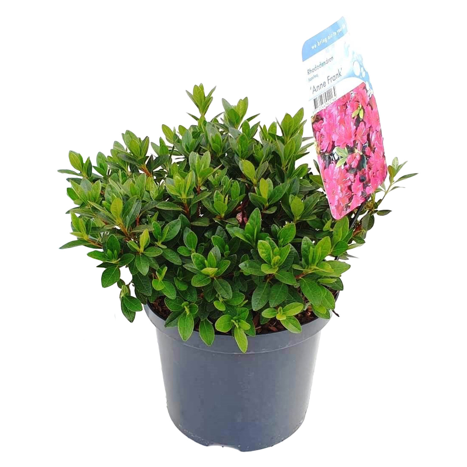 Azalea Japonica Anne Frank - Pink Image