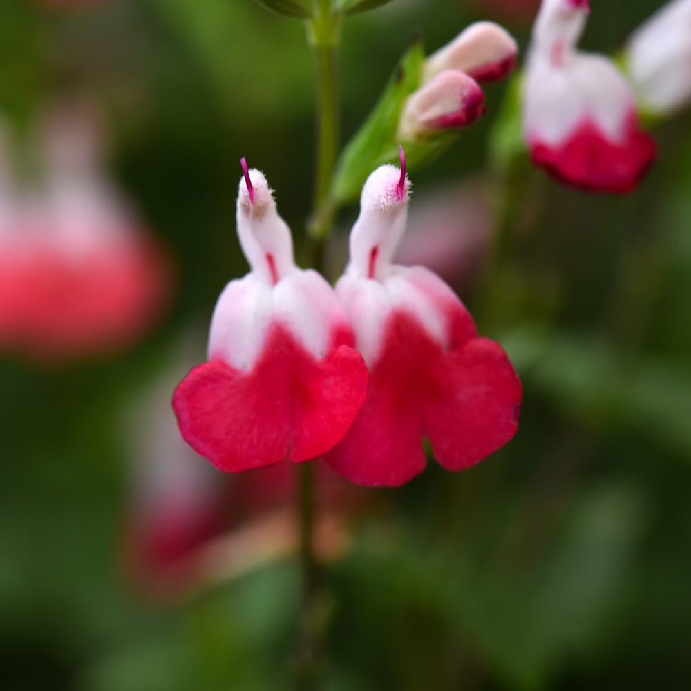 Thompson and Morgan Salvia Hot Lips Plant in Pot 9cm 3 Pack Image 4