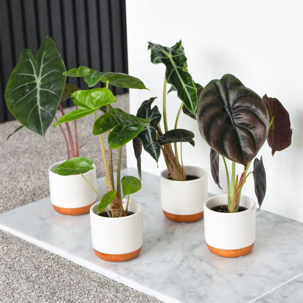 Thompson and Morgan Alocasia Cuprea Mix Plant Pot 6cm Image 2