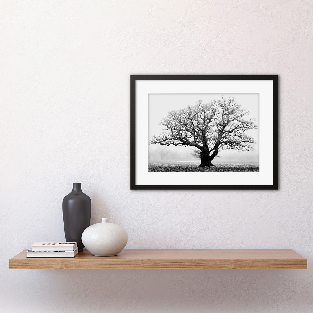 Wee Blue Coo Black and White Old Oak Tree Mist Fog Photo Framed Wall Art Print 30 x 41cm Image 2