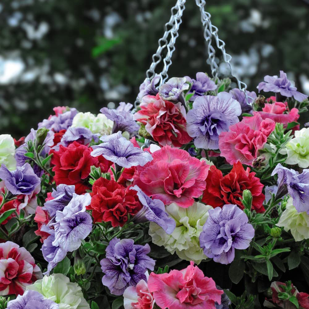 Thompson and Morgan Petunia Frills and Spills Preplanted Hanging Basket 25cm Image 2