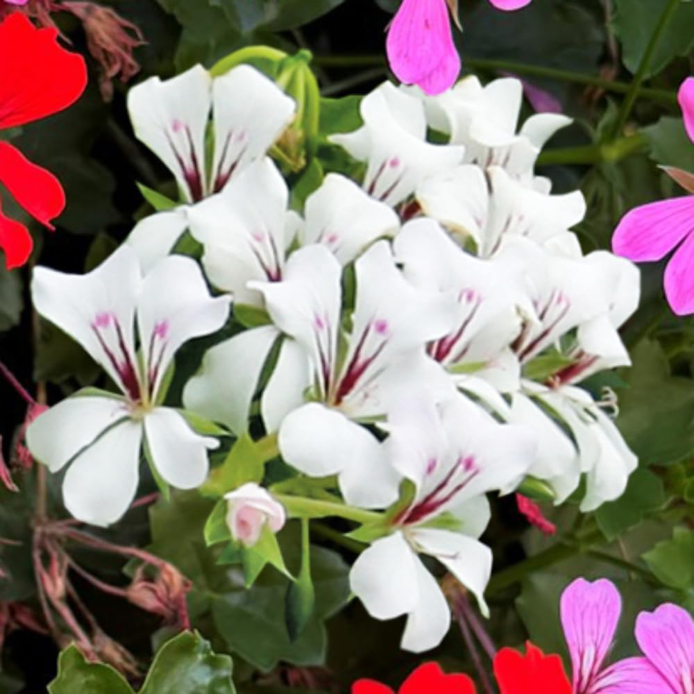 Thompson and Morgan Geranium Peltatum White Plant Pot 10.5cm 3 Pack Image 1