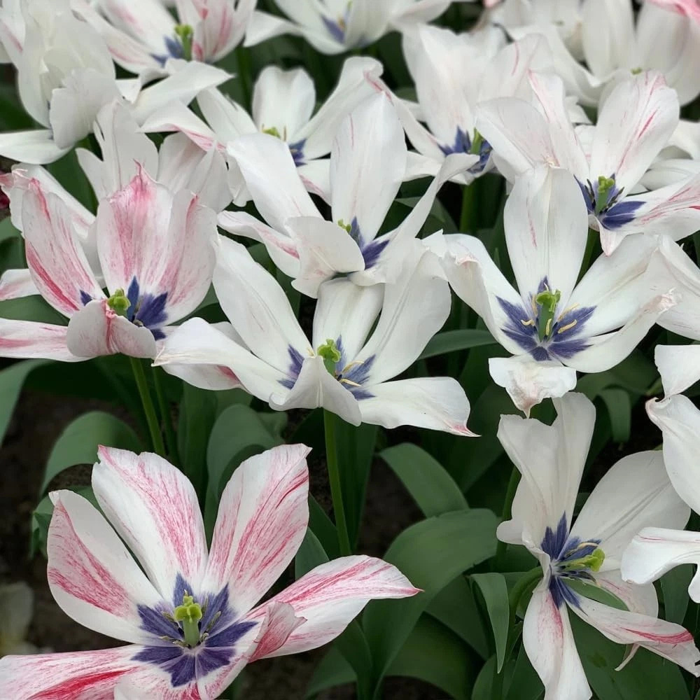 Thompson and Morgan Tulip Colour Changing Collection Planting Bulb 64 Pack Image 6