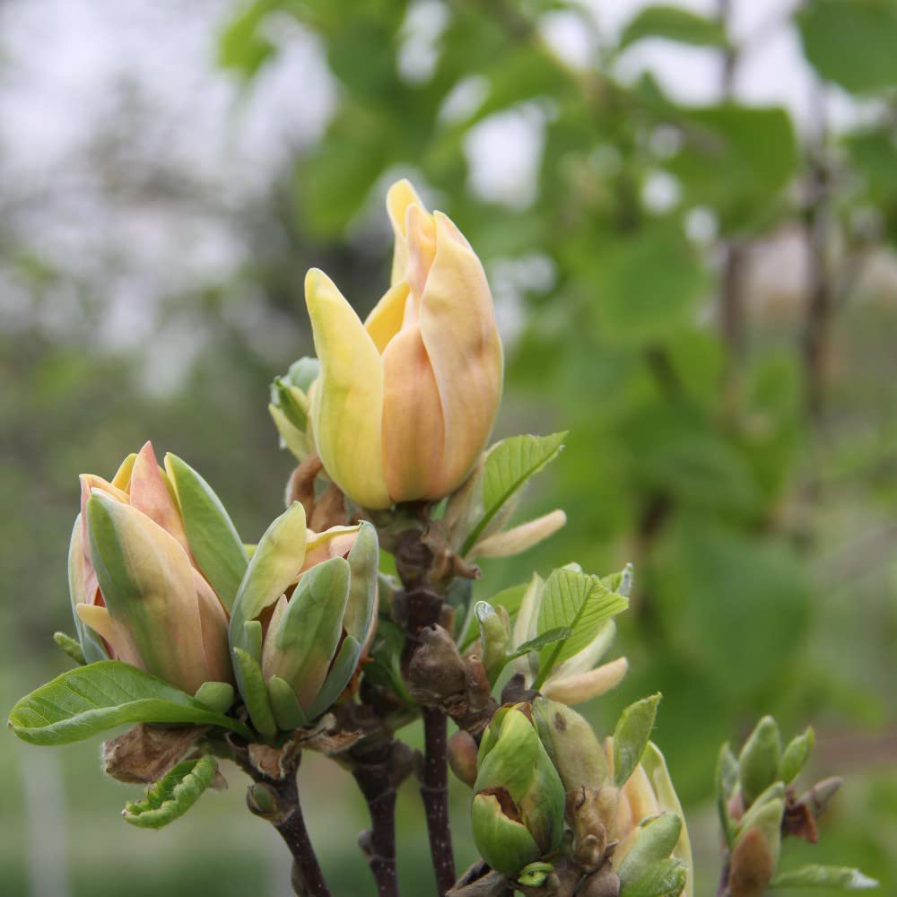 Thompson and Morgan Standard Magnolia Sunspire Grafted Bare Root 3 Pack Image 4