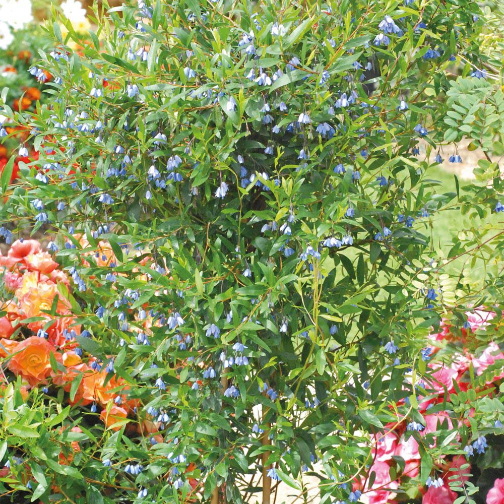 Thompson and Morgan Bluebell Creeper Sollya Heterophylla Plant Pot 2.5L 2 Pack Image 3