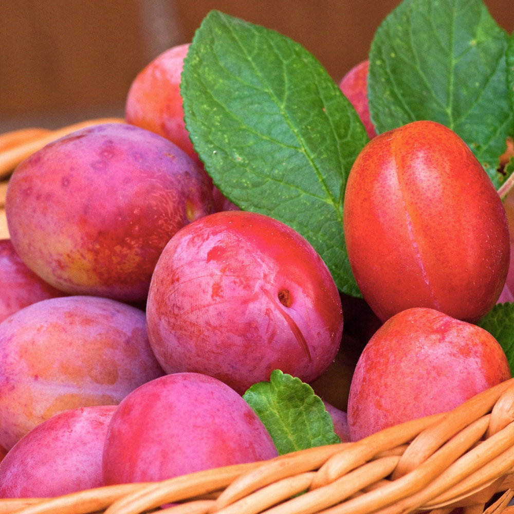 Thompson and Morgan Wonder Tree Plum Victoria Plant in Pot 24cm Image 1