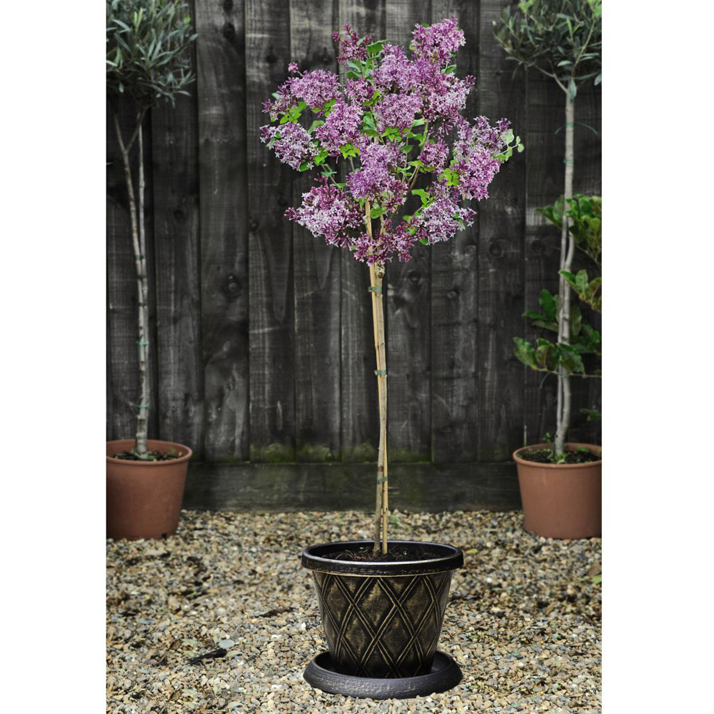 Thompson and Morgan Syringa Meyeri Palibin Plant Pot 2L 2 Pack Image 5
