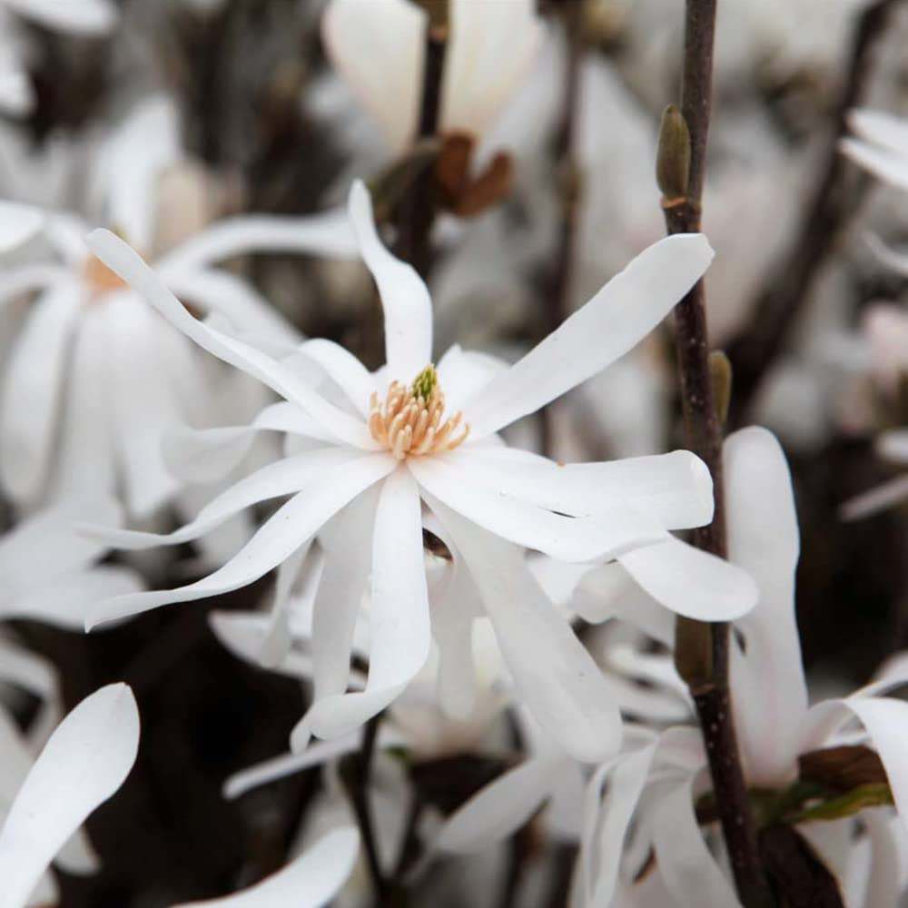 Thompson and Morgan Magnolia Stellata Royal Star Plant Pot 3.5L Image 3