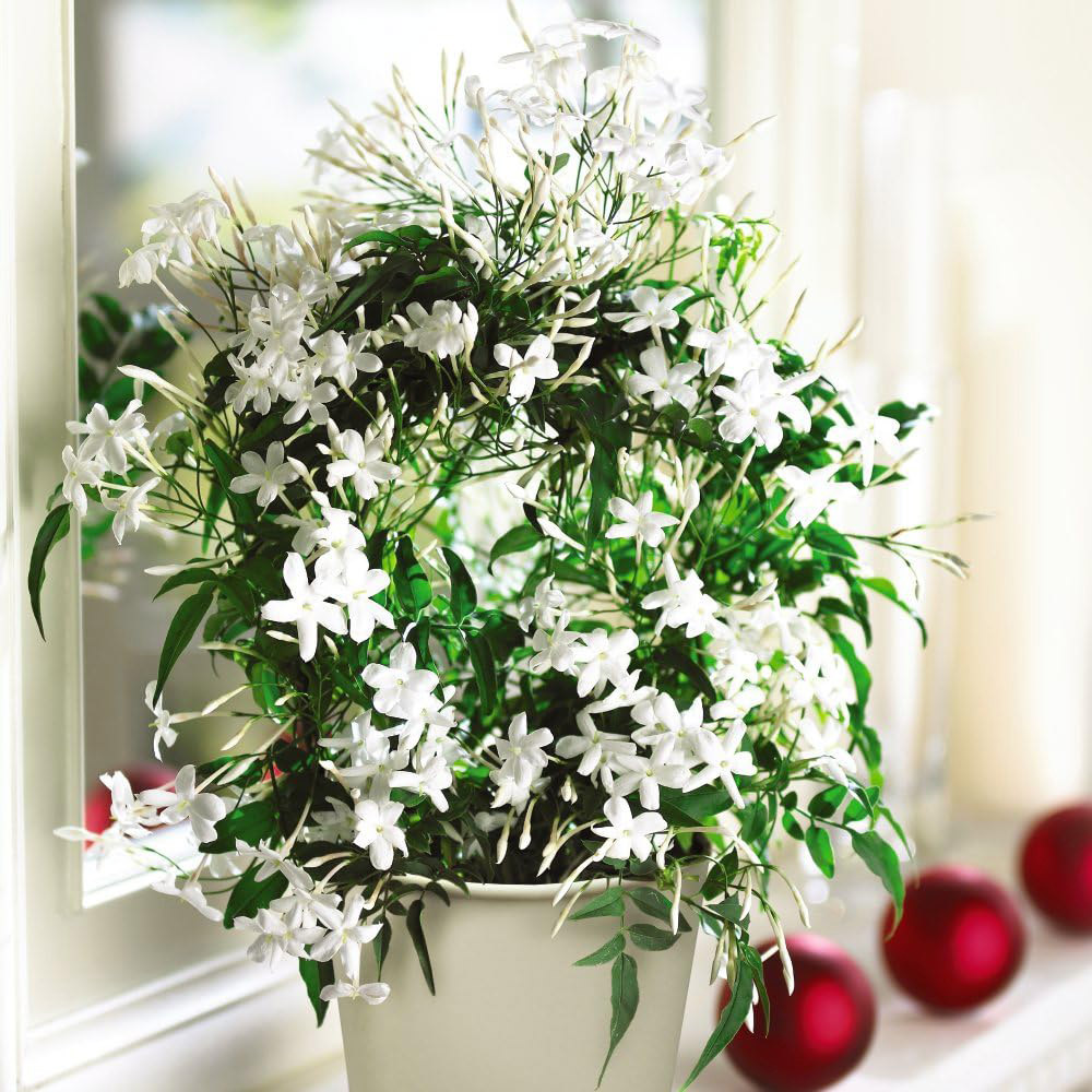 Thompson and Morgan Jasmine On a Hoop Potted Houseplant 11cm Image 2