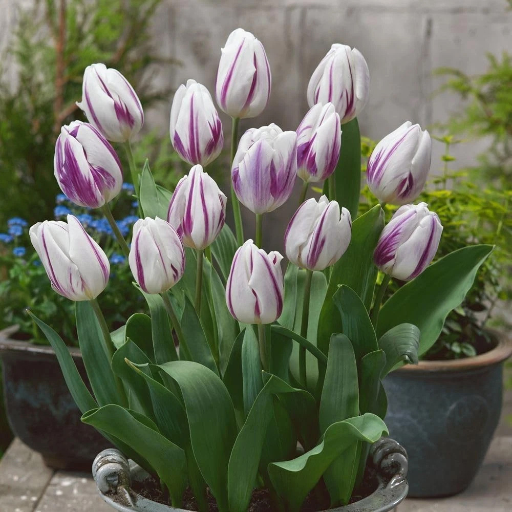 Thompson and Morgan Tulip Flaming Flag Planting Bulb 8 Pack Image 2