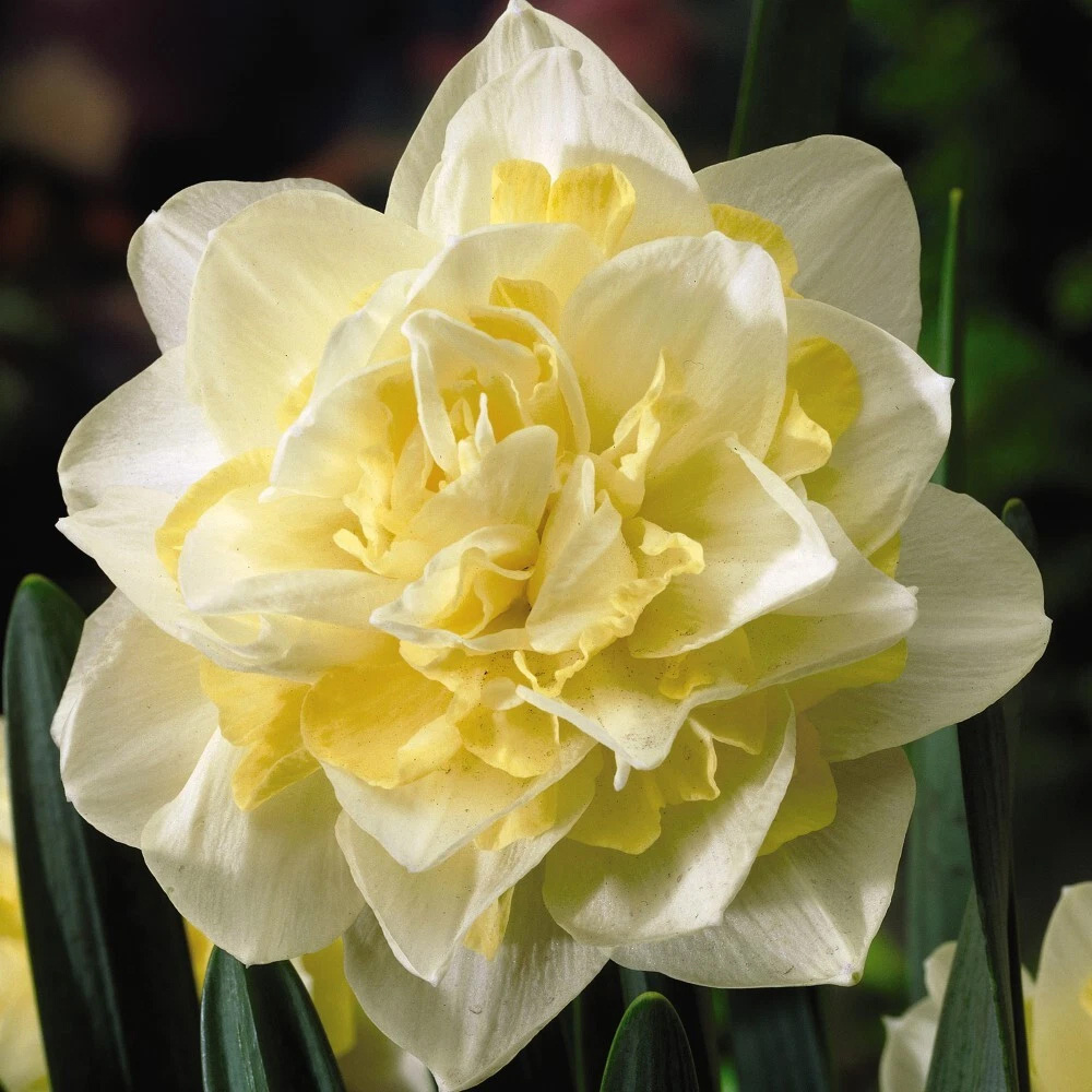 Thompson and Morgan Daffodil White Lion Autumn Planting Bulb 8 Pack Image 1