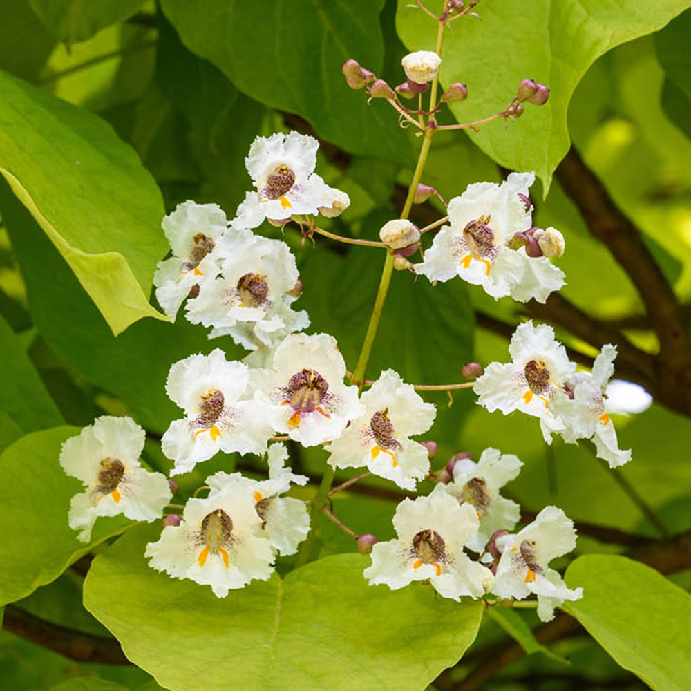 YouGarden Golden Indian Bean Tree Catalpa Bignonioides Aurea Plant Pot 5L Image 1