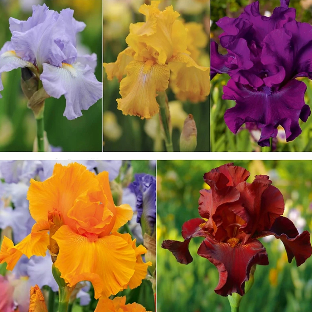 Thompson and Morgan Iris Re-Blooming Collection Rhizome 5 Pack Image 1