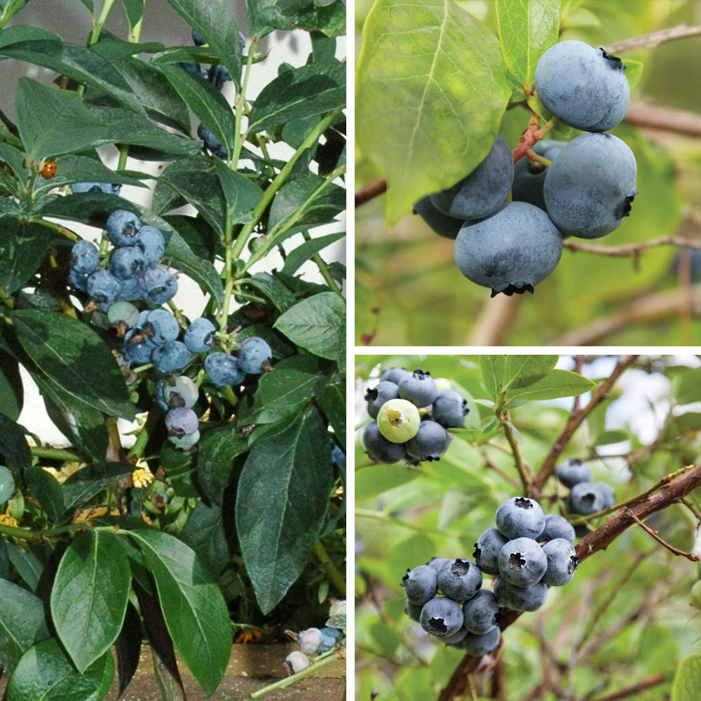 Thompson and Morgan Blueberry Full Season Collection Premium Potted Plant 3L 3 Pack Image 1