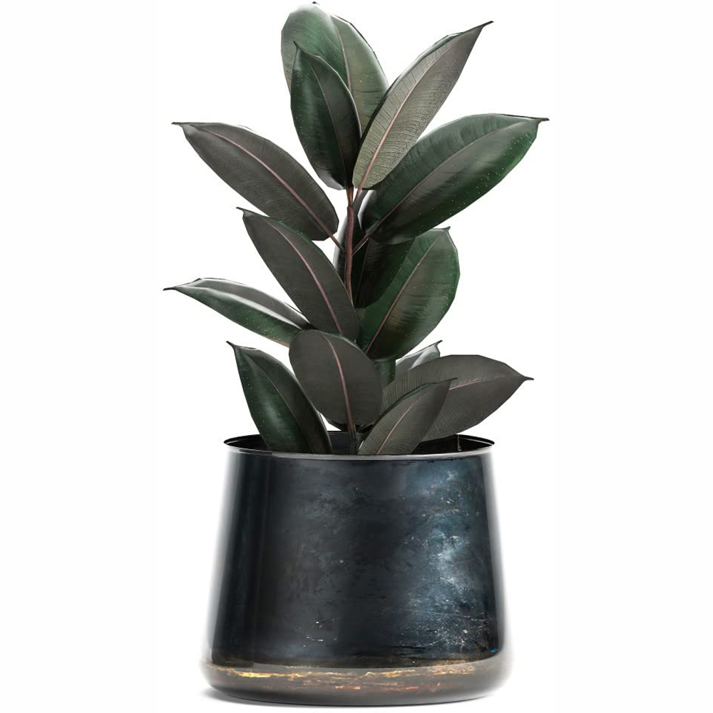 Thompson and Morgan Ficus Elastica Abidjan Plant Pot 8.5cm Image 2