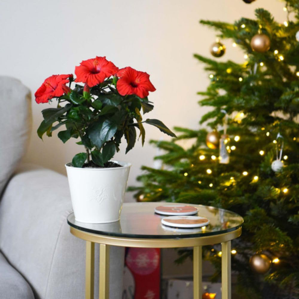 Thompson and Morgan Christmas Gift Hibiscus Flair Plant Pot 13cm Image 6