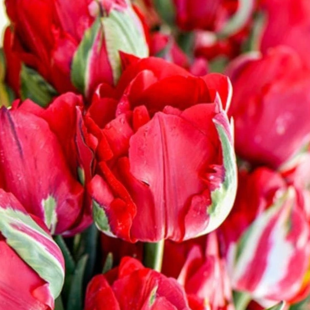 Thompson and Morgan Tulip Ile D'Amour Planting Bulb 8 Pack Image 1