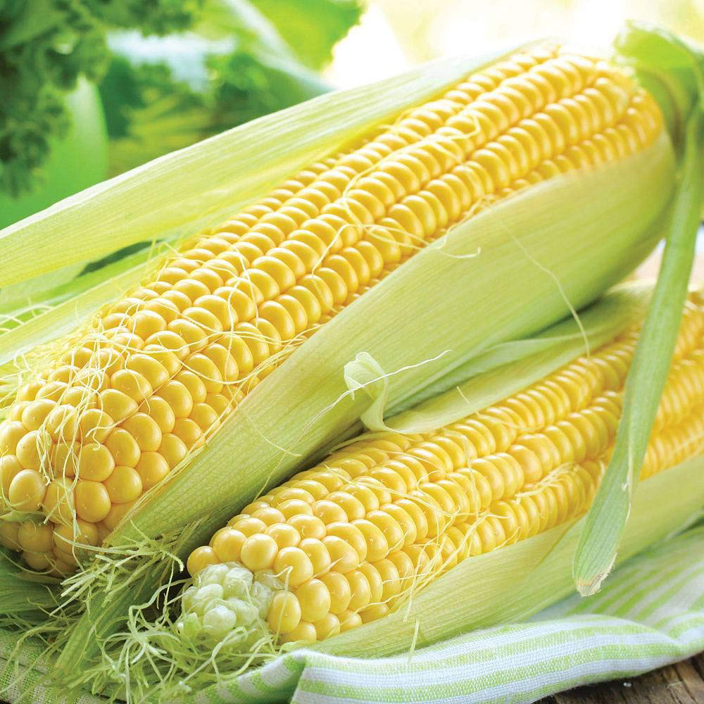 Thompson & Morgan Sweetcorn Lark F1 Hybrid Seeds Image 1