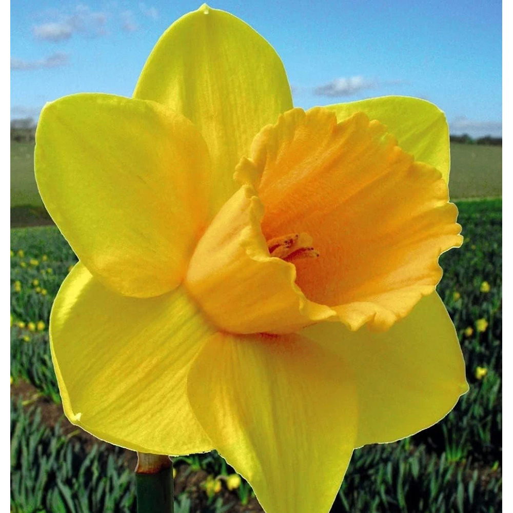 Thompson and Morgan Daffodil Cornish Trelawney Gold Planting Bulb 16 Pack Image 3