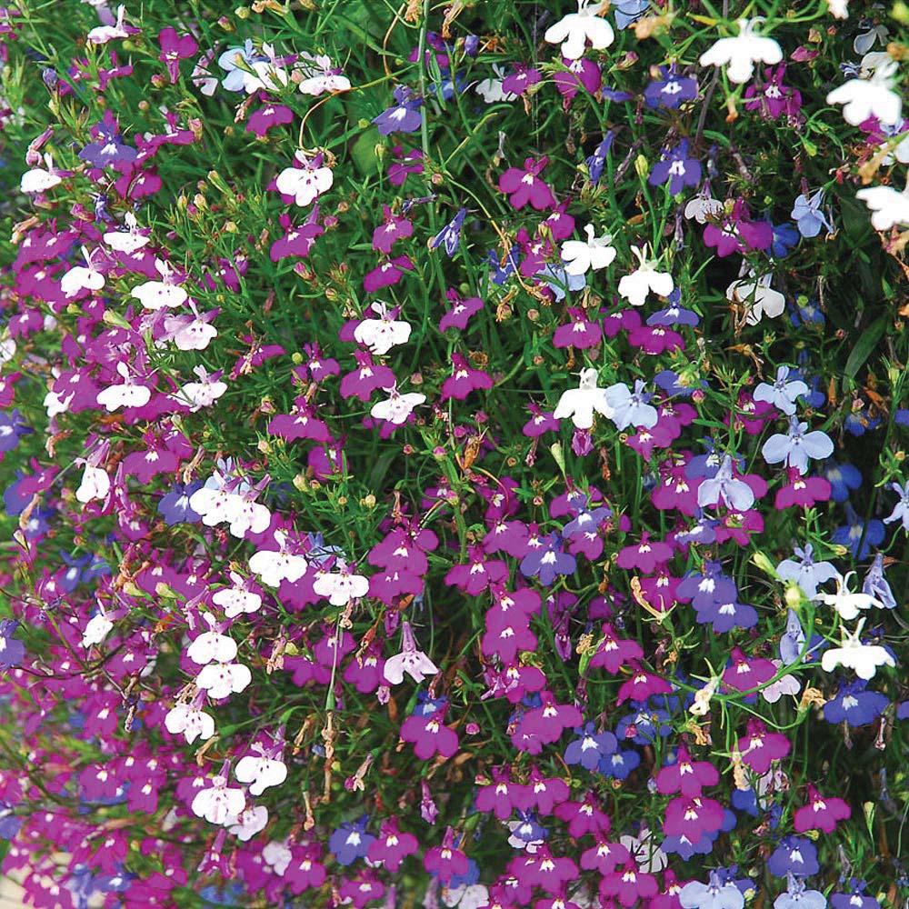 Thompson and Morgan Lobelia Cascade Garden Ready Plants 15 Pack Image 2