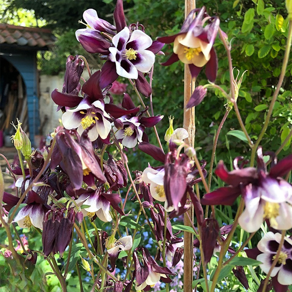 Thompson & Morgan Aquilegia Vulgaris Magpie Seeds Image 2