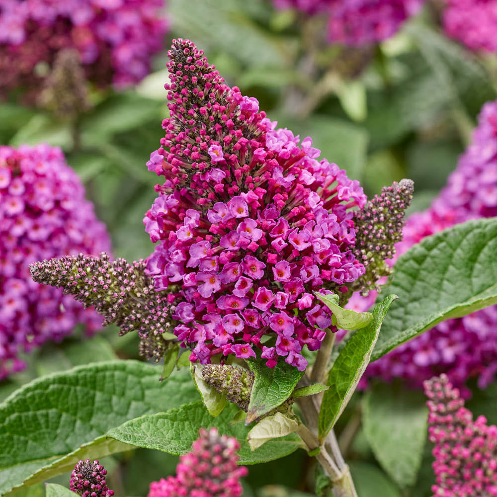 YouGarden Buddleia Little Rock Stars Collection Plant Pot 9cm 3 Pack Image 2