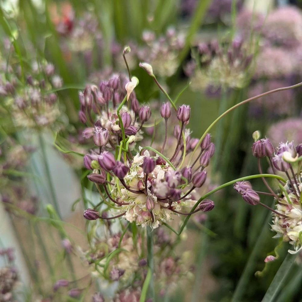 Thompson and Morgan Allium Scorodoprasum Art Planting Bulb 6 Pack Image 3