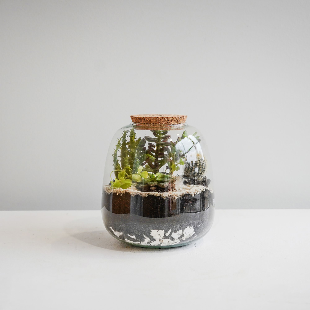Ivyline Medium Bowl Shape Terrarium DIY Kit 20 x 19cm Image 2