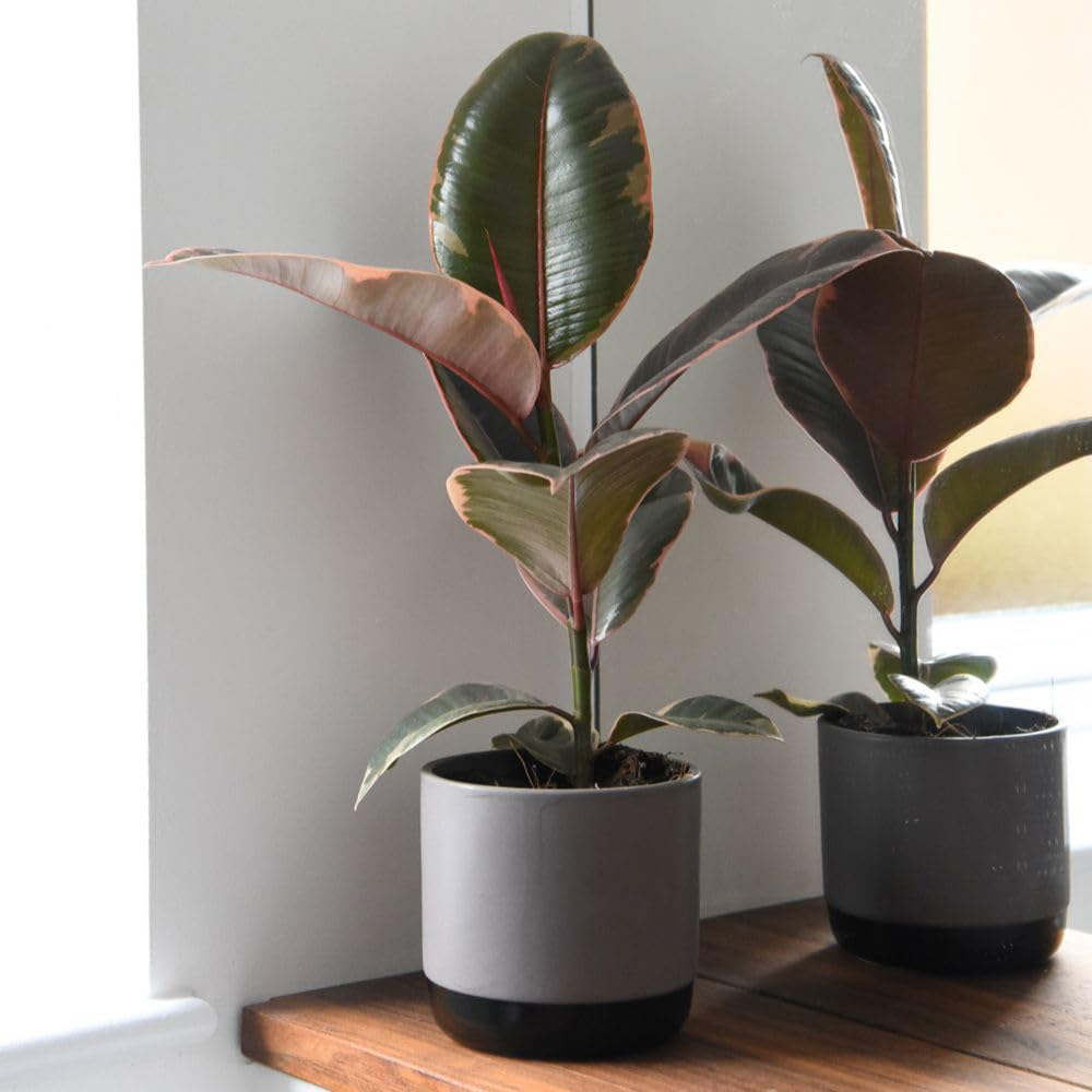 Thompson and Morgan Ficus Elastica Belize Plant Pot 12cm 2 Pack Image 3