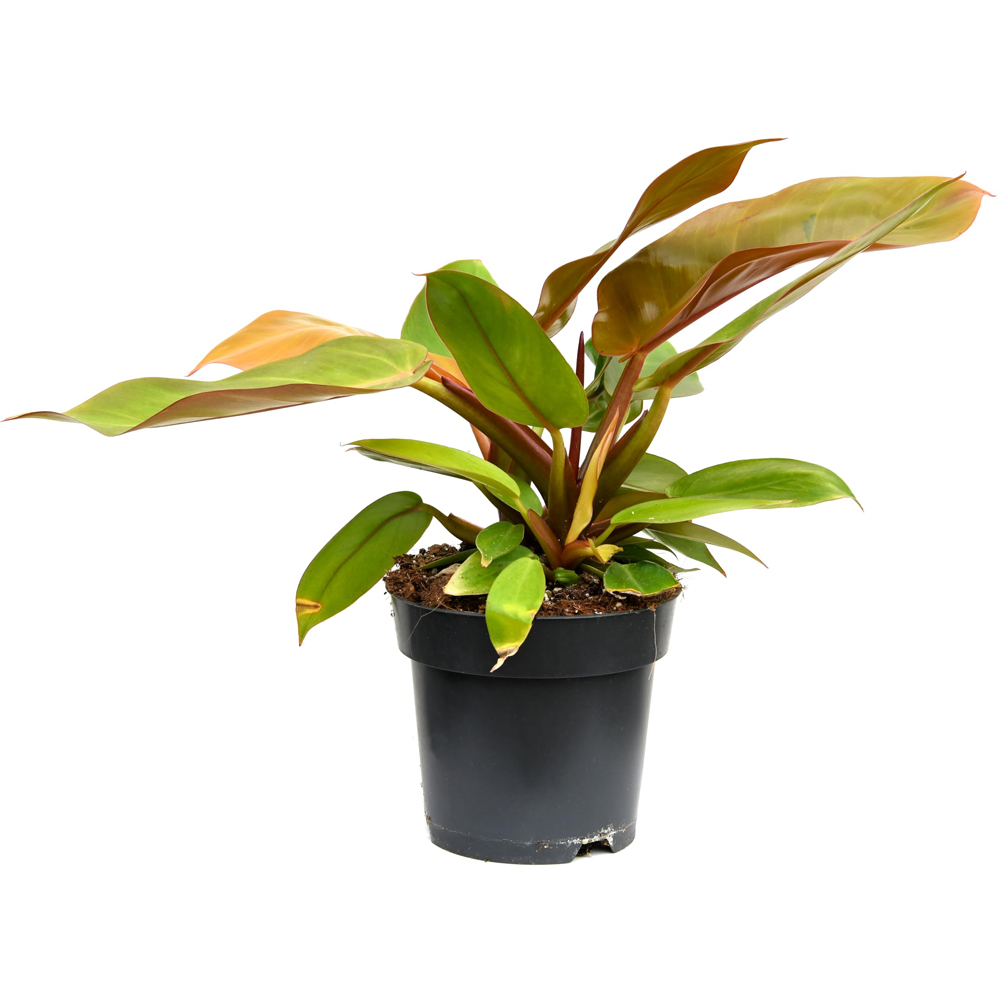Thompson and Morgan Philodendron Prince of Orange Plant Pot 14cm 2 Pack Image 2