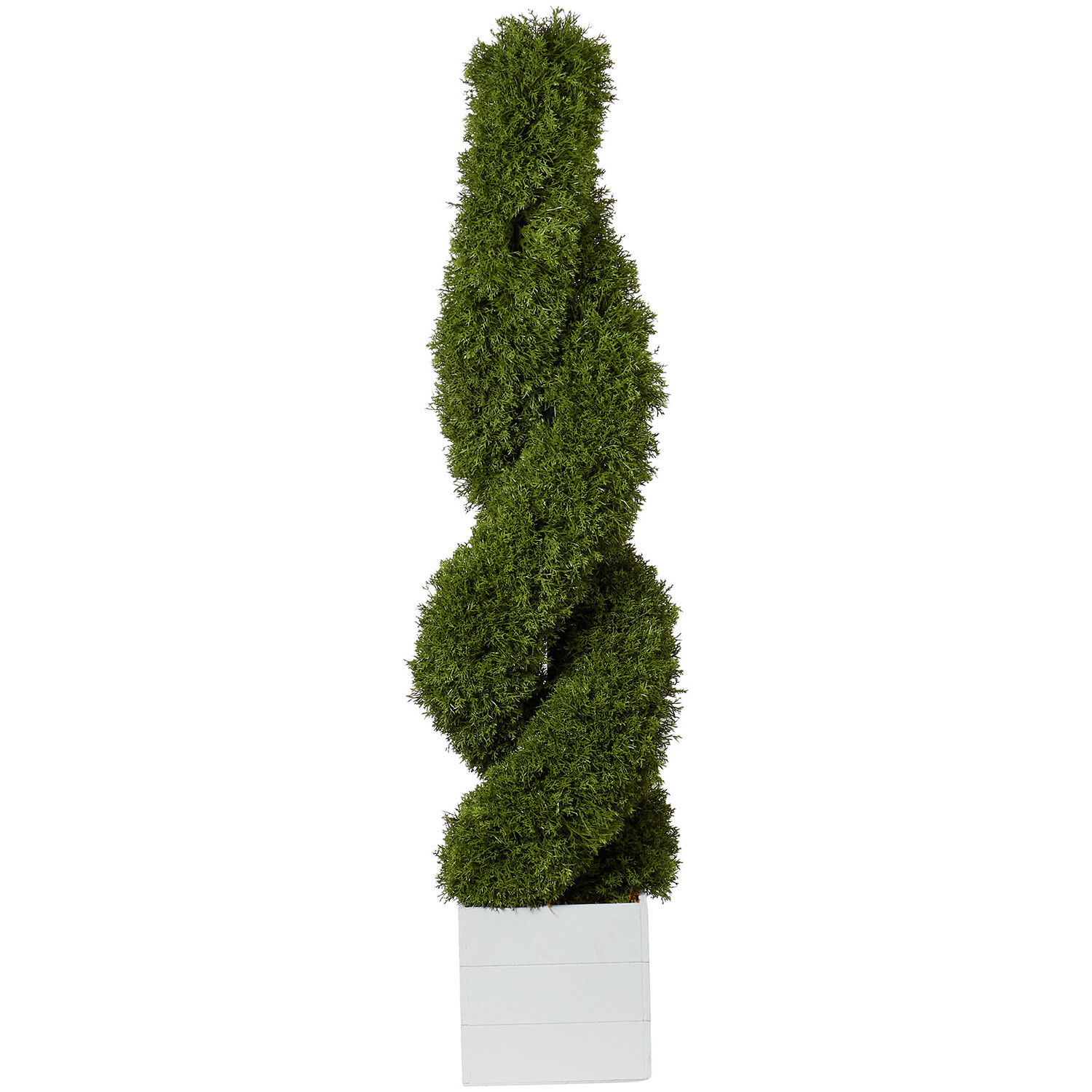Cypress Spiral Tree - Green Image 1