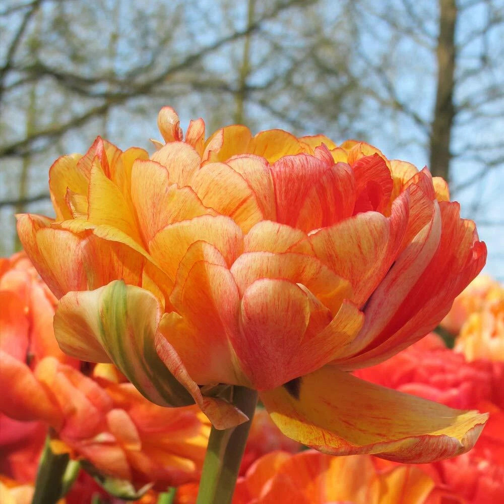 Thompson and Morgan Tulip Big Giant Autumn Planting Bulb 16 Pack Image 6