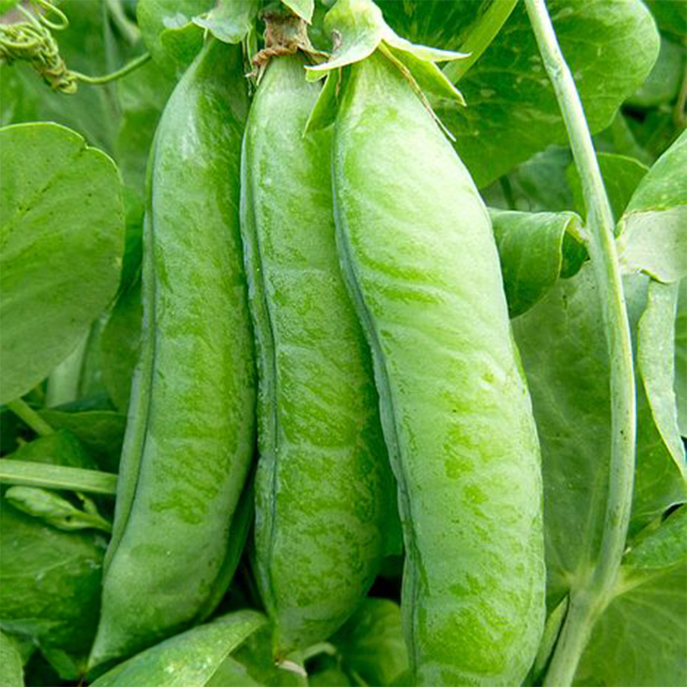 Thompson & Morgan Pea Telephone Seeds Image 1