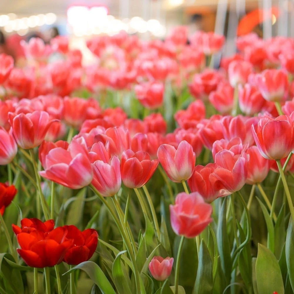 Thompson and Morgan Tulip Dynasty Autumn Planting Bulb 32 Pack Image 4