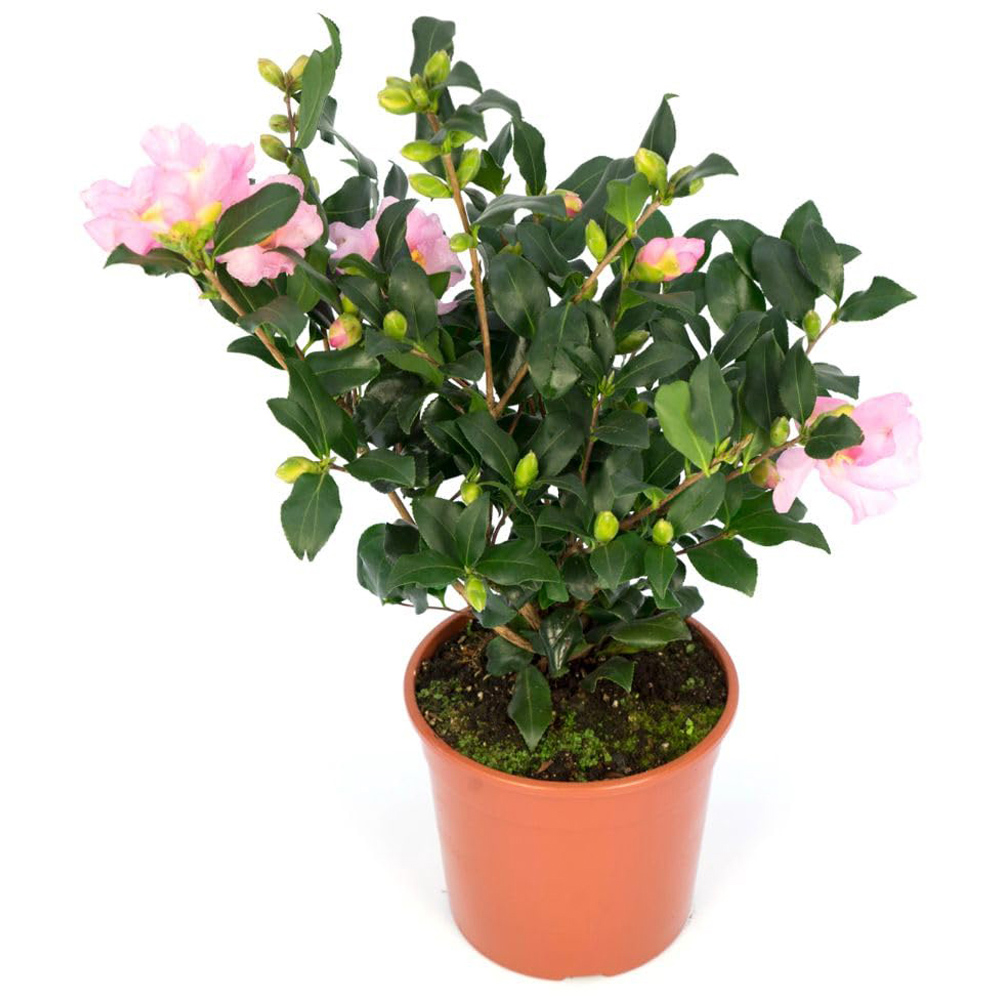 Thompson and Morgan Camellia Sasanqua Cleopatra Plant Pot 15L Image 3