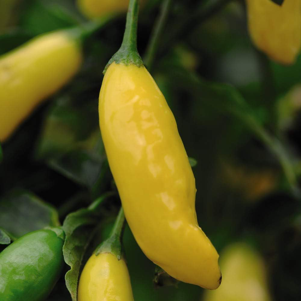 Thompson and Morgan Chilli Pepper Hot Lemon Seeds Image 2