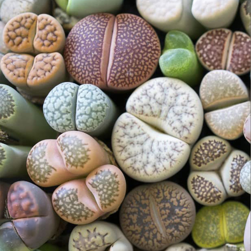 Thompson & Morgan Living Stone Plant Seeds Image 1