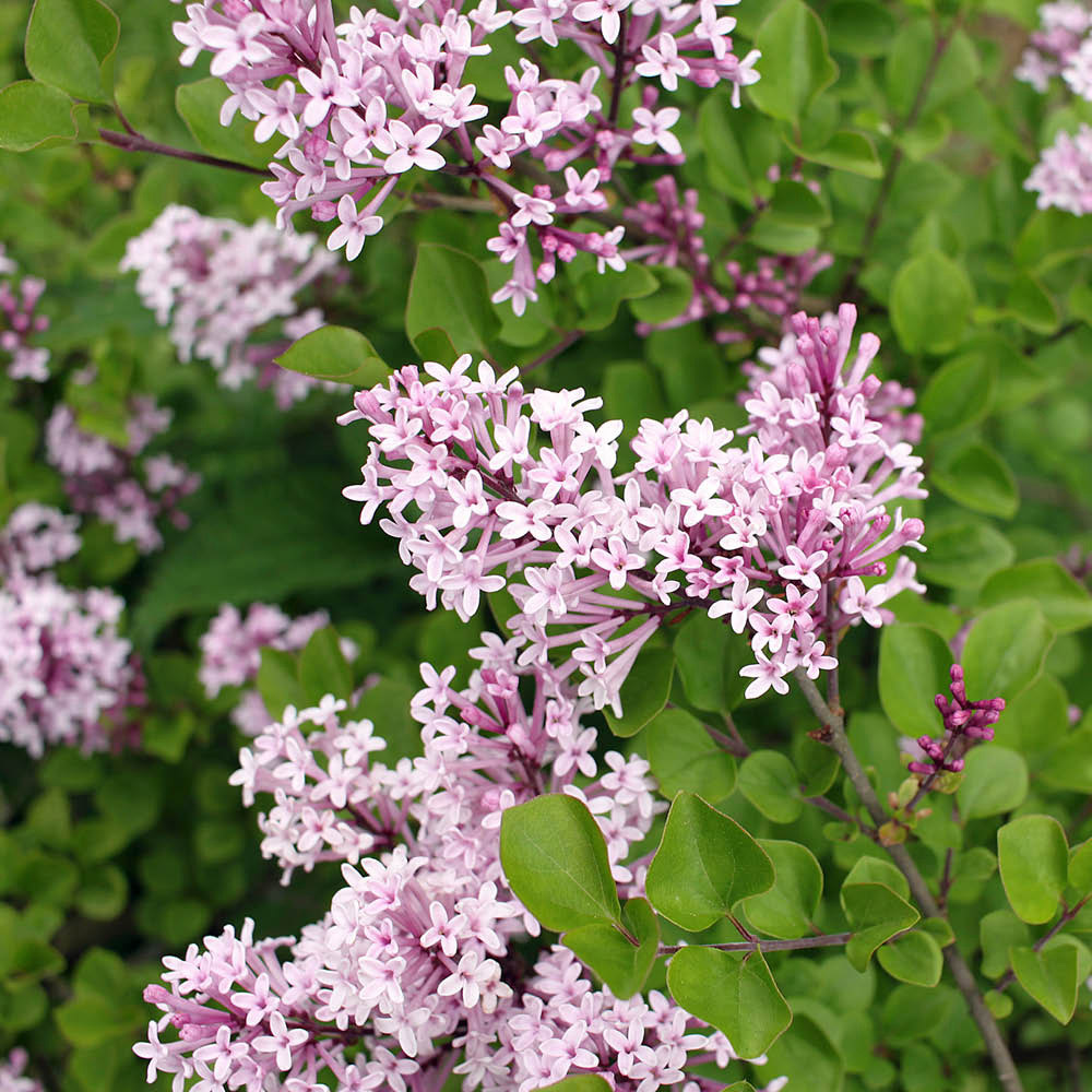 YouGarden Lilac Syringa Palibin Plant Pot 3L Image 3