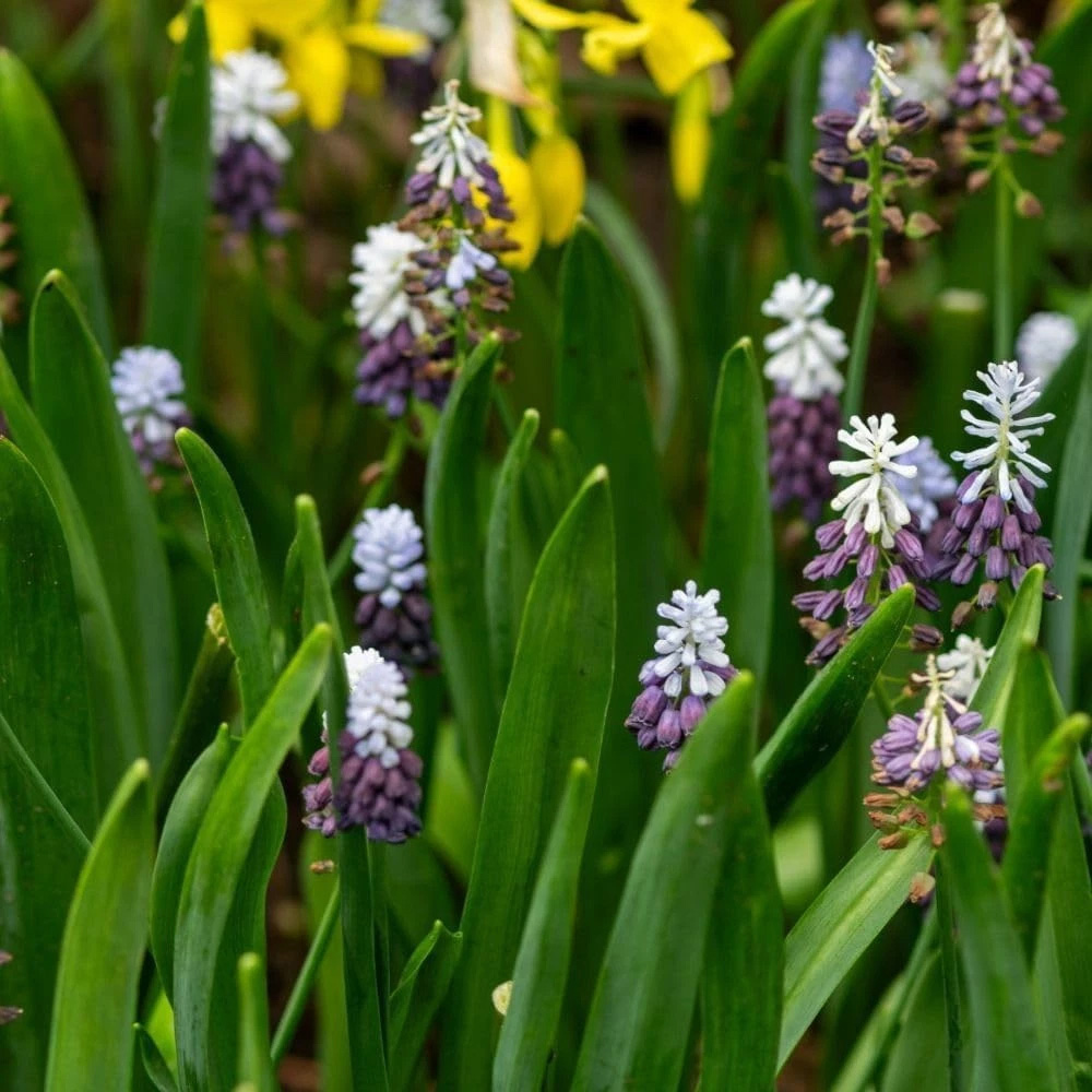 Thompson and Morgan Muscari Grape Ice Autumn Planting Bulb 16 Pack Image 3