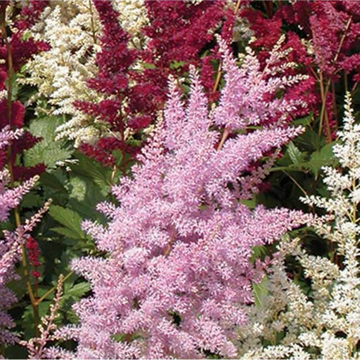 Astilbe Mix Plant Pot Image 2