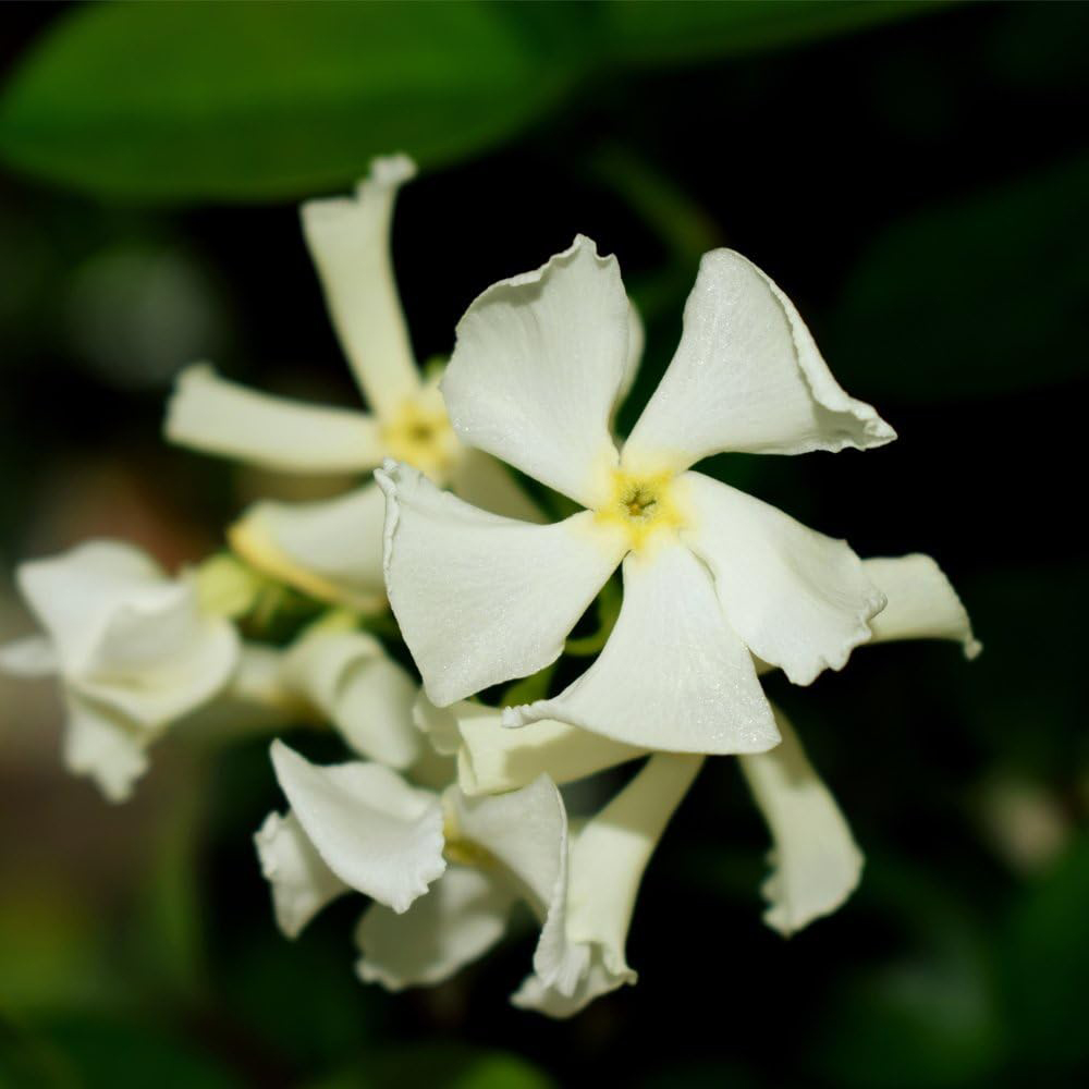 Thompson and Morgan Trachelospermum Jasminoides Plant Pot 2L 2 Pack Image 1