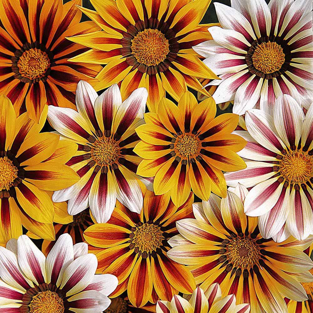 Thompson and Morgan Garden Ready Bedding Collection Garden Ready Plant 60 Pack Image 4