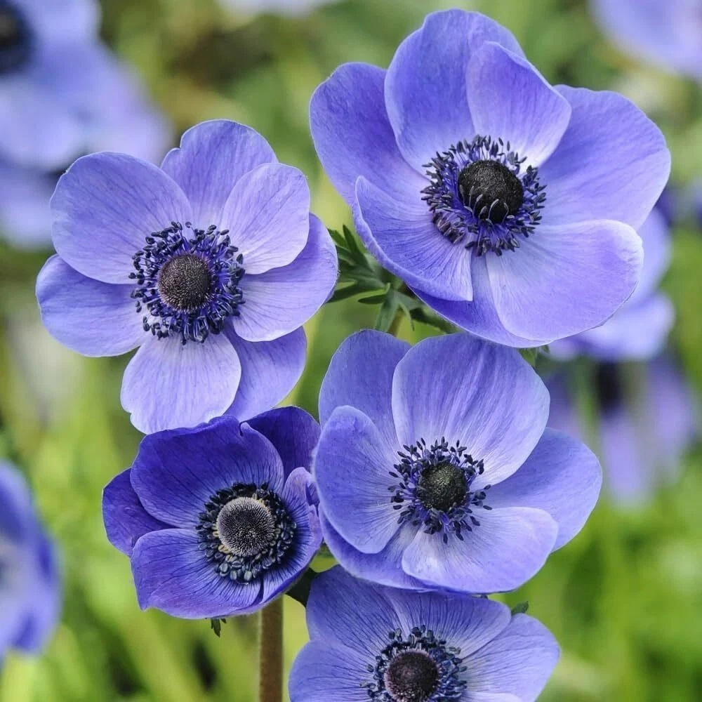 Thompson and Morgan Anemone Rainbow Collection Planting Bulb 150 Pack Image 4