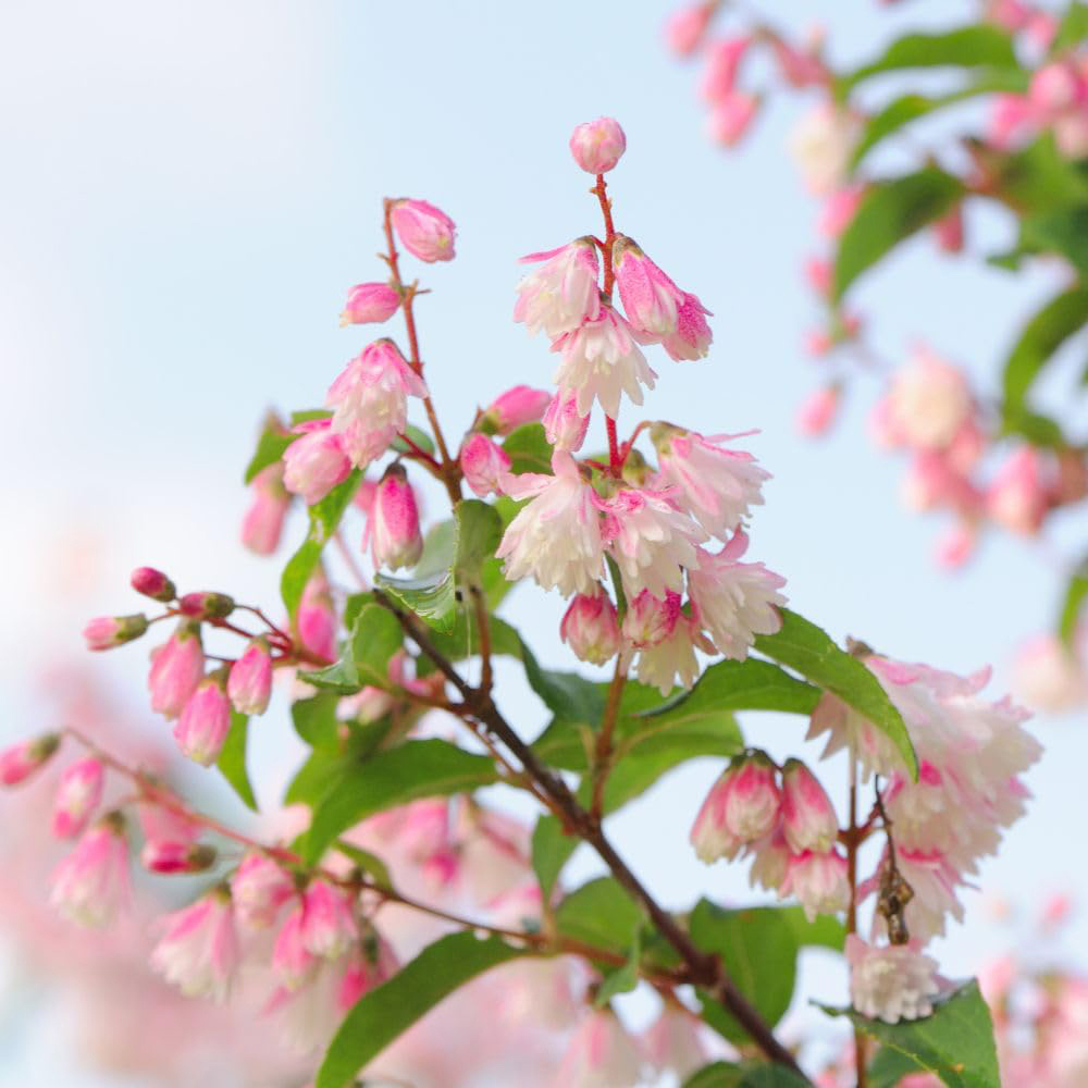 Thompson and Morgan Deutzia Scabra Plant Pot 3L Image