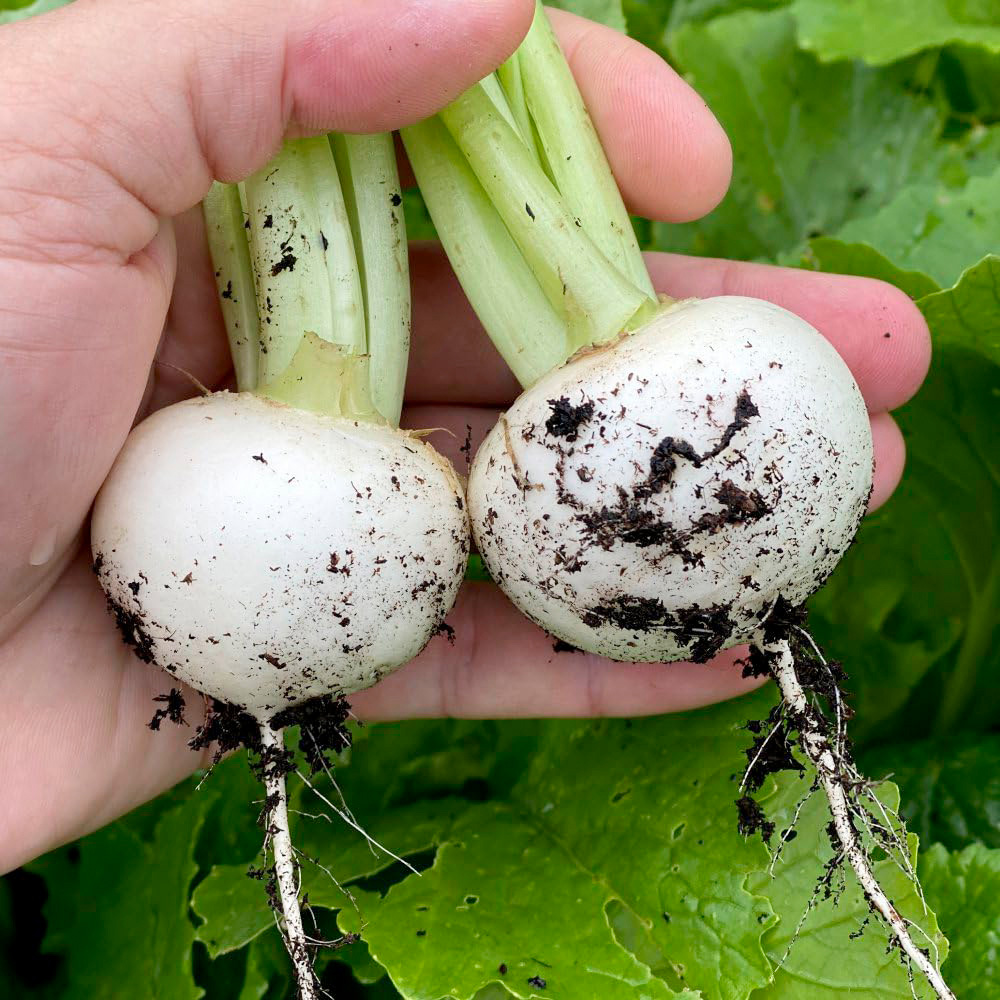 Thompson and Morgan Turnip Silky Sweet F1 Seeds Image 3